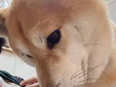 -是阿柴呀！柴犬咖啡·爱喵喵猫咖