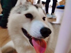 -Husky Go! 哈士奇体验馆·宠物咖啡厅狗咖