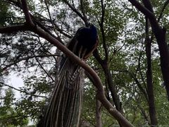 -燕塞湖鸟语林景区