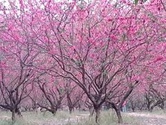 iphone_upload_pic-南国桃园旅游度假区