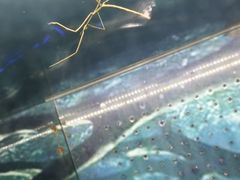 -上海大自然野生昆虫馆(东方明珠·爬宠昆虫探索中心)