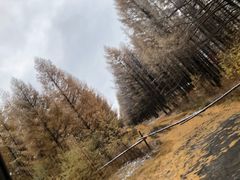 -塞罕坝国家级自然保护区