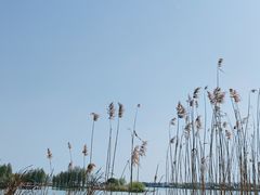 -贡湖湾湿地公园