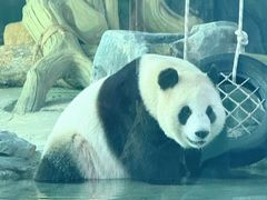 -武汉动物园