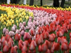 -洛阳郁金香牡丹园