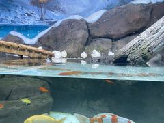-海合安青岛极地海洋公园