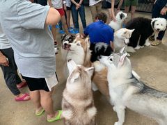 -TrueLove @ Neverland (Husky Cafe)