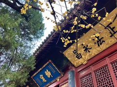 -洛阳白马寺