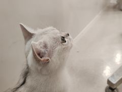 -共舞时光猫咖·狗咖(新街口店)