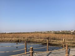 -池杉湖湿地公园