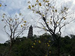 -顺峰山公园