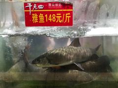 -干老四雅鱼饭店(滨江西路店)