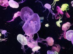 -珠海长隆海洋王国