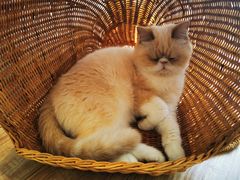 小米也有大长腿啦-猫小主咖啡·猫咖cat cafe(福田店)