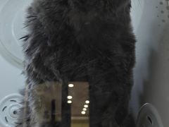-瑞鹏宠物医院·夜间急症·心超·猫科(祖庙分店)