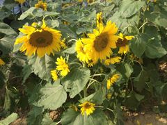 -艾溪湖湿地公园