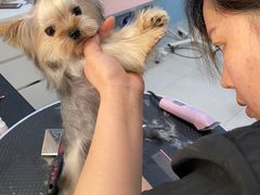 -欣怡宠物店