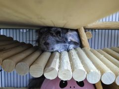 -立德异宠动物医院.兔鸟爬.内窥镜(天河店)