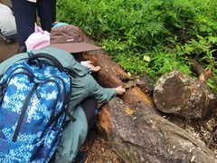 -五营红松林海景区