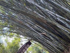 -海南热带野生动植物园