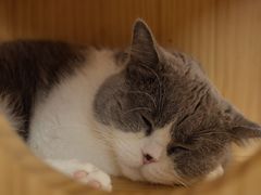 -猫和宫(六道口店)