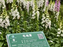 -广西壮族自治区药用植物园