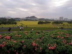 -光明小镇欢乐田园