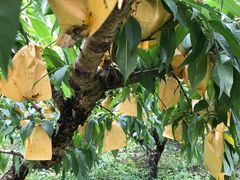 -南汇新场正宗水蜜桃采摘