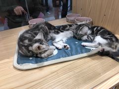 -屋虎猫馆(宝安大仟里店)