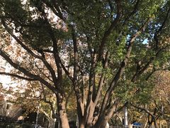 -徐家汇源景区-衡山公园