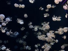 -新加坡海洋生态馆