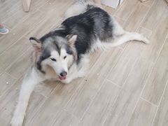 -李小姐の猫咖啡馆(五角场店)