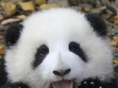 -成都动物园