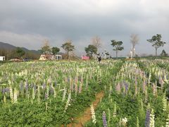 -天适樱花悠乐园