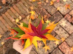 -田野绿世界