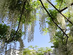 -嘉定紫藤园