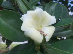 -武吉知马自然保护区