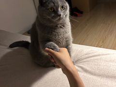 -纳吉亚猫专科动物医院博雅分院