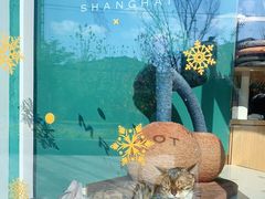 -飞行喵MR PILOT|猫舍·猫咖(静安大融城店)