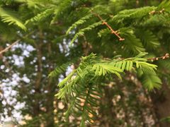 -八婆婆烧仙草(中山路店)