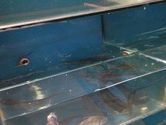 -鸿兴楼酒家嘉山路店