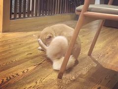 -柴务处·柴犬主题狗咖