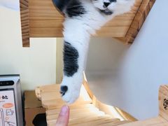 -猫和宫(六道口店)