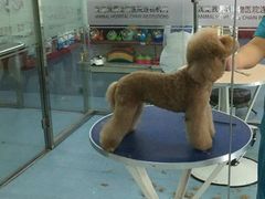 -瑞派宠物医院·24小时骨科·心脏·核磁(哈尔滨南岗店)