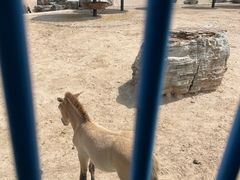 -鄂尔多斯野生动物园