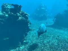 -涛·海底餐厅·美人鱼·自助餐·海底隧道(三亚海棠湾洲际度假酒店)