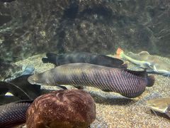 -太平洋海底世界