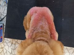 -momokira米努特·德文卷毛猫·棉花面纱犬