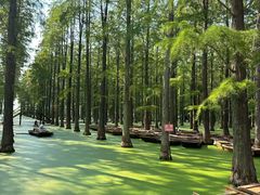 -渌洋湖湿地公园