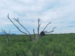 -黑瞎子岛探秘野熊园